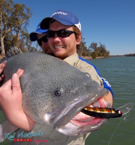 The 120mm Codzilla is gaining a big rep when it comes to landing giant Murray cod.