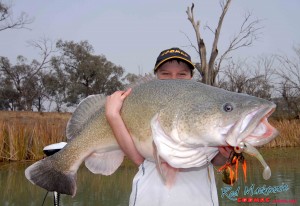 JOCK copy There was no shortage of grunt in this photo of a Murray cod caught on a Bassman DT spinnerbait.