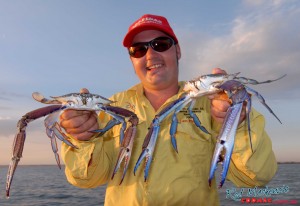 A couple of toe snapping Blue swimmer crabs.