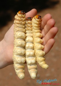 grub-5 copy Bardie grubs are the number one bait for Murray cod.