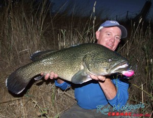 This solid Murray cod was taken on a Koolabung Codzilla surface lure. 